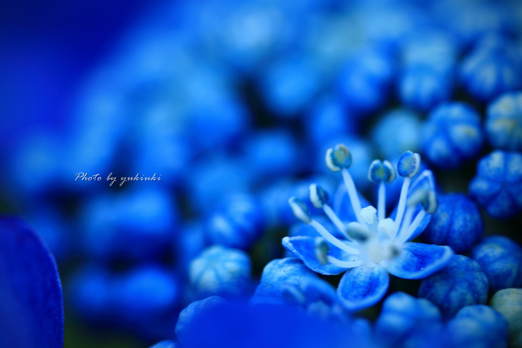 Deep Blue