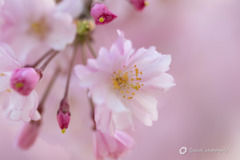 枝垂れ桜Ⅱ