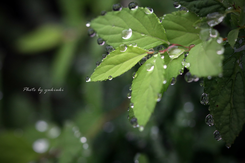 秋雨の中で。。