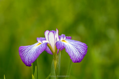 花菖蒲Ⅳ