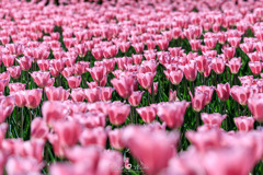 アルプスあづみの公園のチューリップ畑