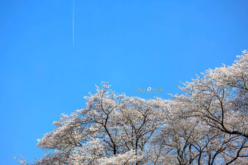 丸墓山古墳の桜