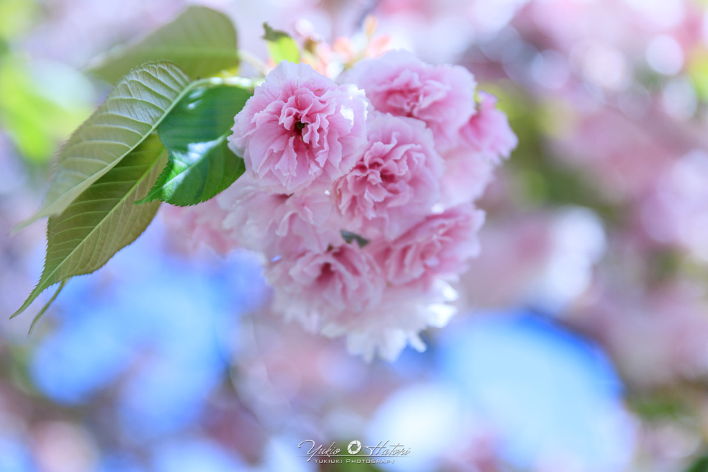 八重桜