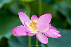 Ancient Lotus