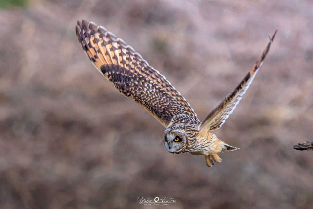 コミミズクの飛び出し