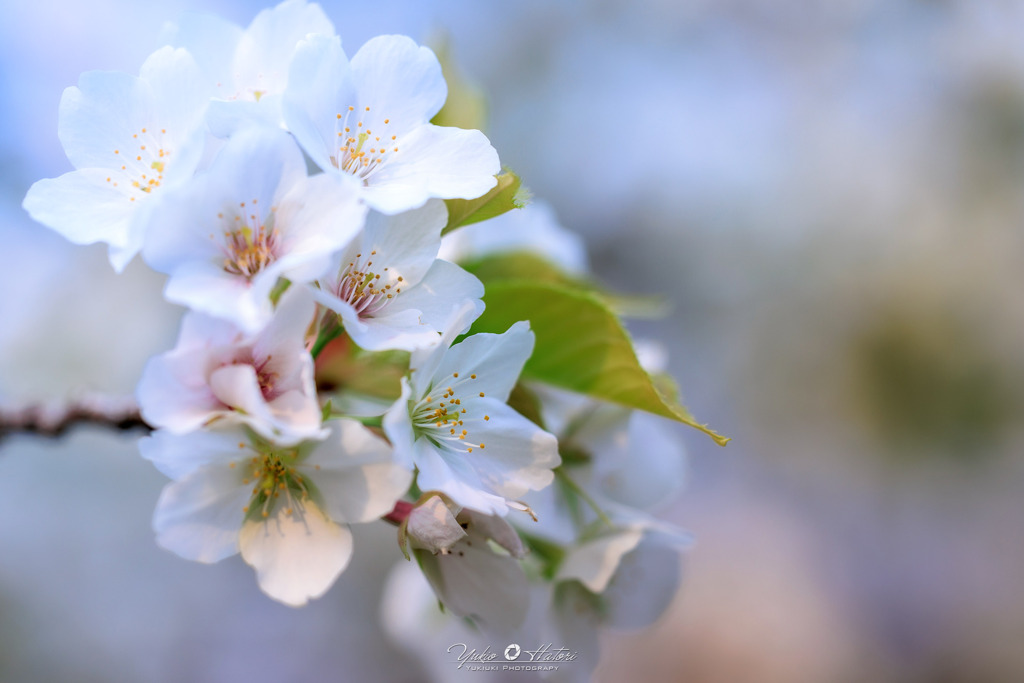 sakura