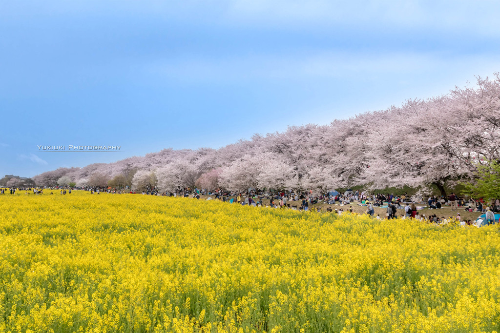 菜の花畑と桜