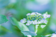 権現堂公園の紫陽花Ⅱ