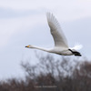 多々良沼の白鳥Ⅱ