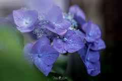 我が家の紫陽花Ⅷ