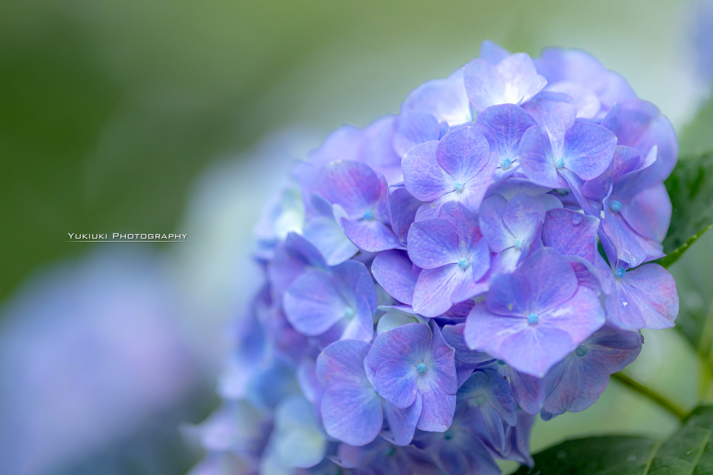 能護寺の紫陽花Ⅲ