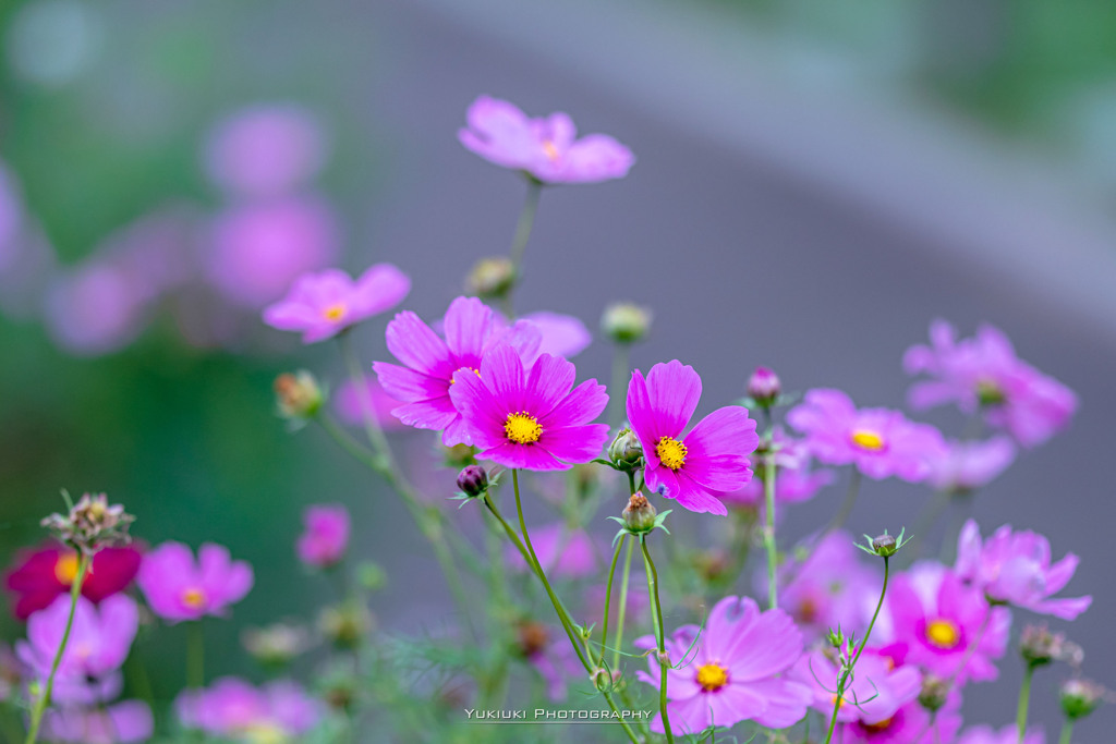 秋桜Ⅰ
