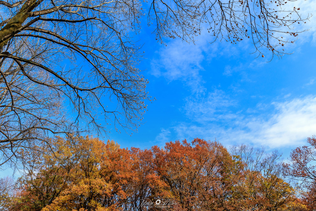 秋の青空
