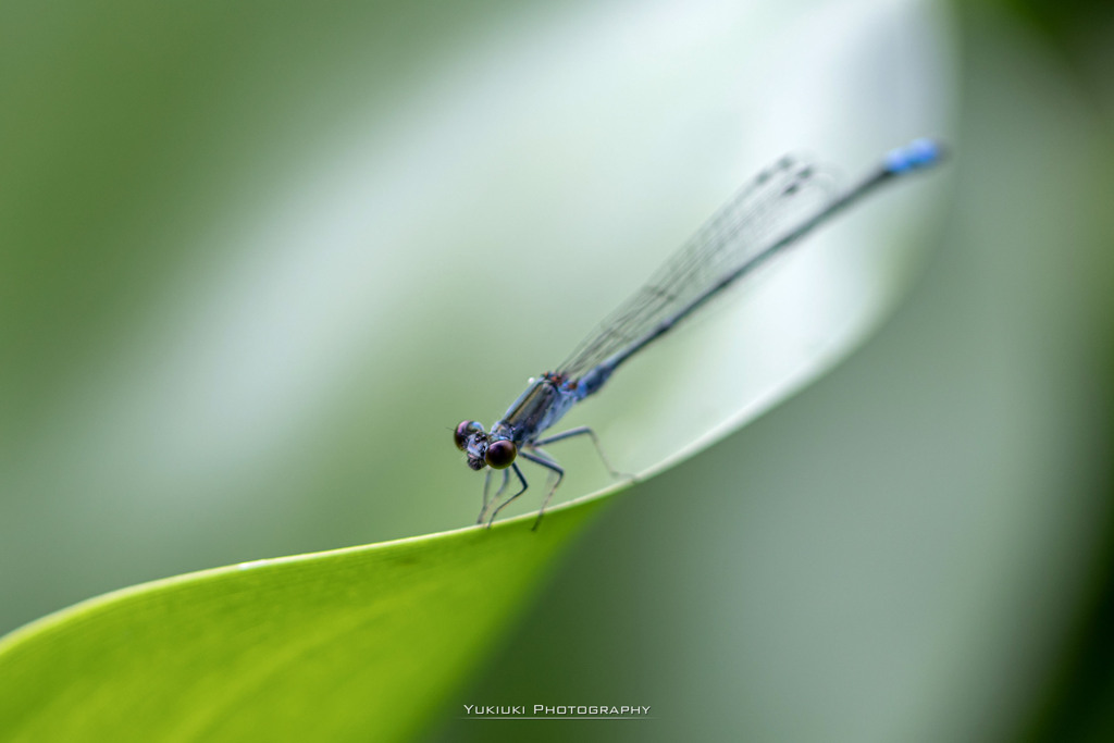 クロイトトンボⅠ