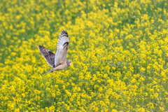 菜の花の中を舞う