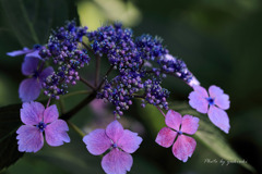 玉敷公園の紫陽花2