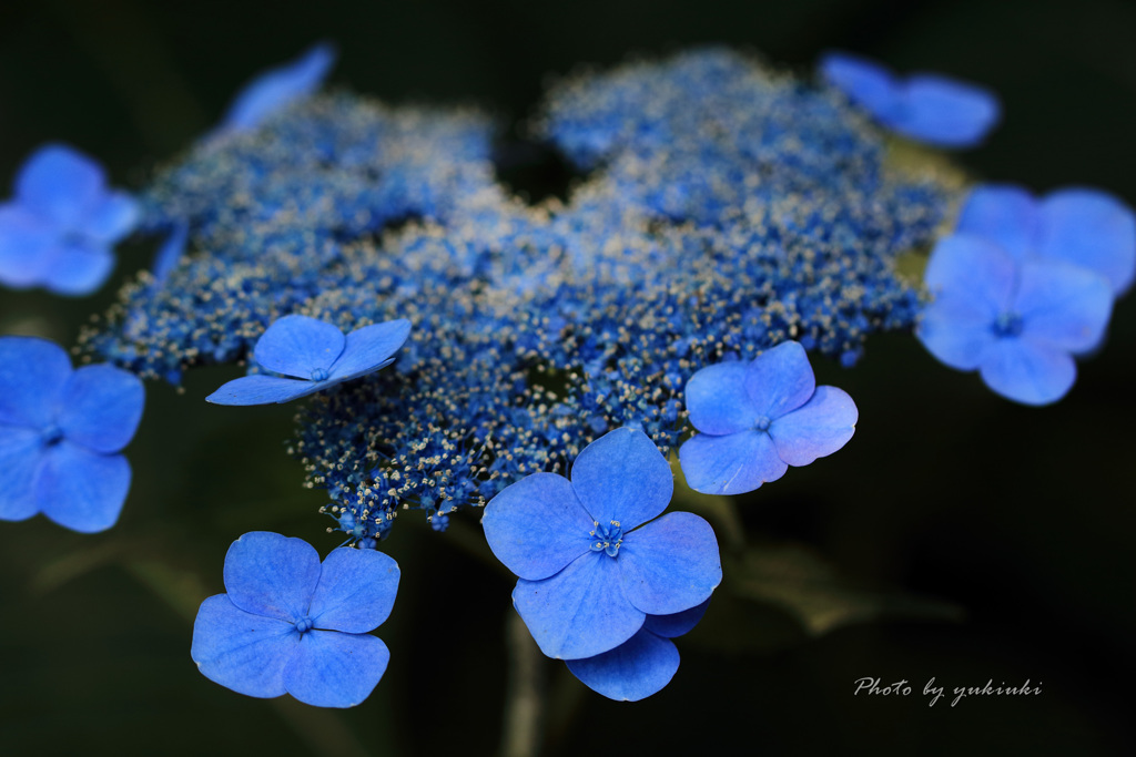 玉敷公園の紫陽花11