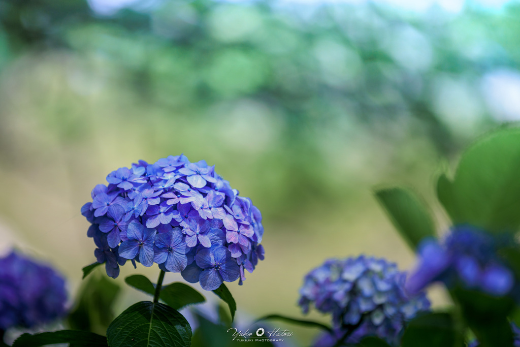 紫陽花