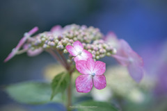 hydrangeaⅡ