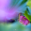 Veil