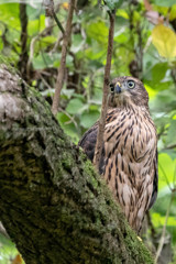 オオタカ幼鳥Ⅵ