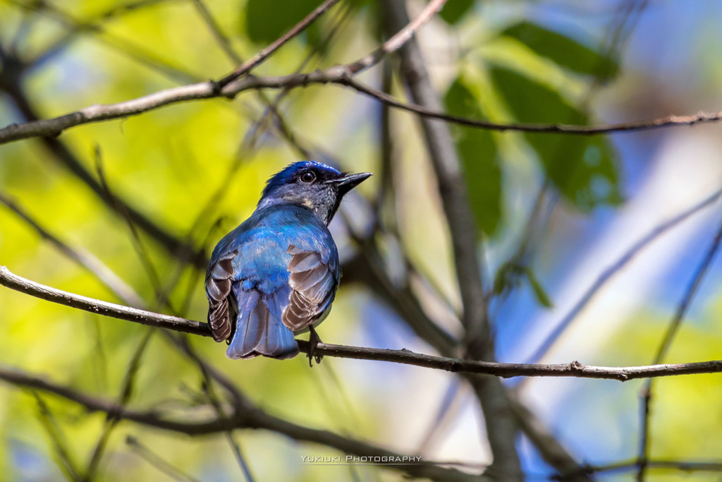 オオルリ初撮りⅠ