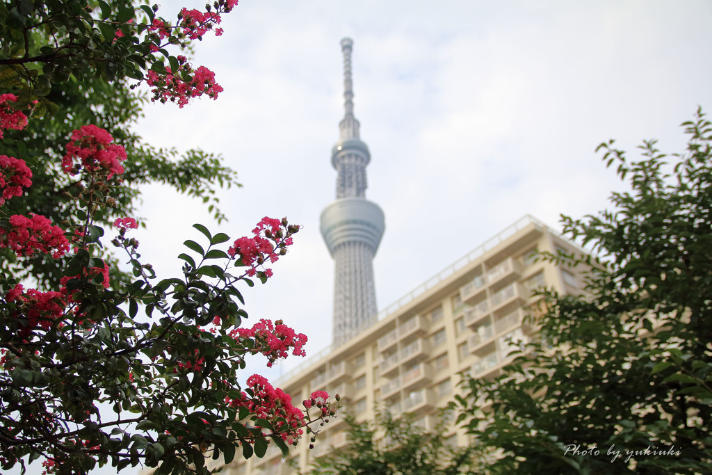 百日紅からのぞくSKYTREE