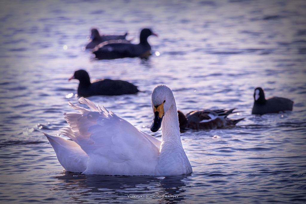 SWAN