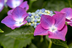 Purple hydrangea