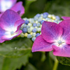 Purple hydrangea