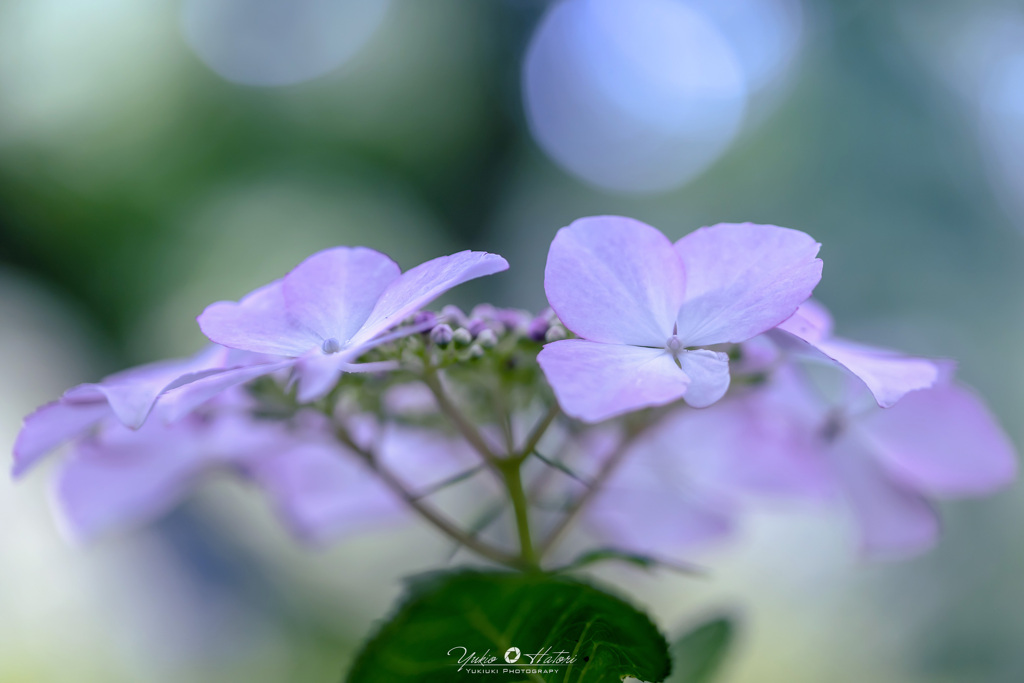 柔らかな光の中で