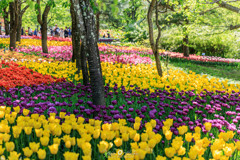アルプスあづみの公園のチューリップ畑