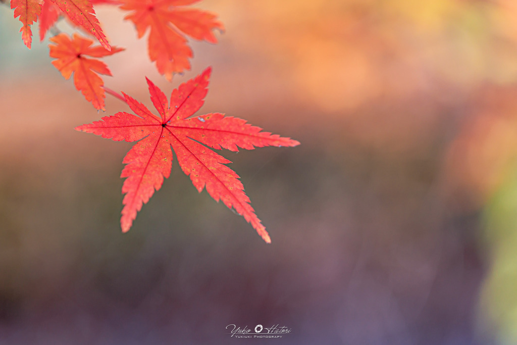 紅葉