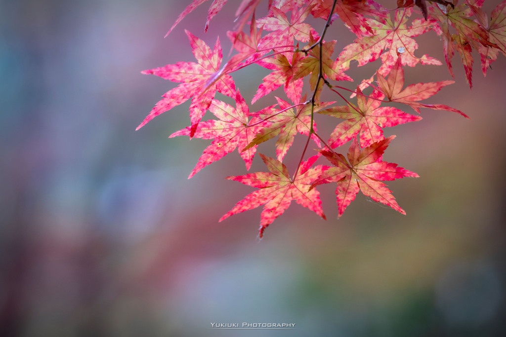 紅葉