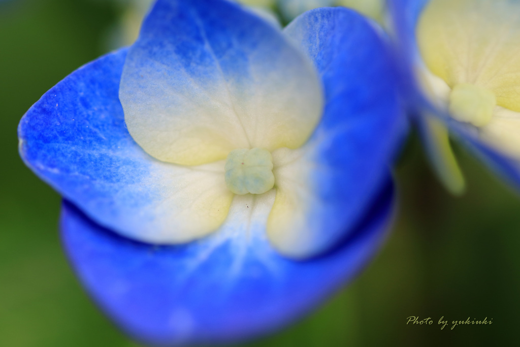 額紫陽花２