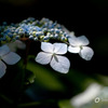 HydrangeaⅡ