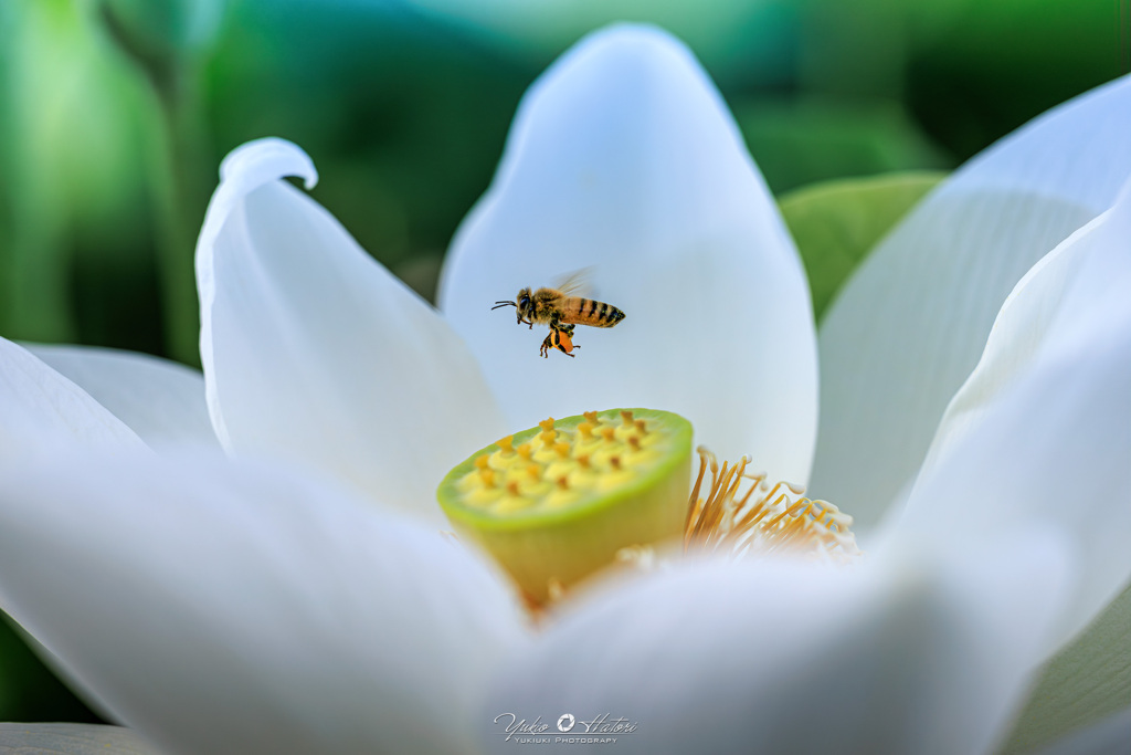 西光寺百蓮とミツバチ