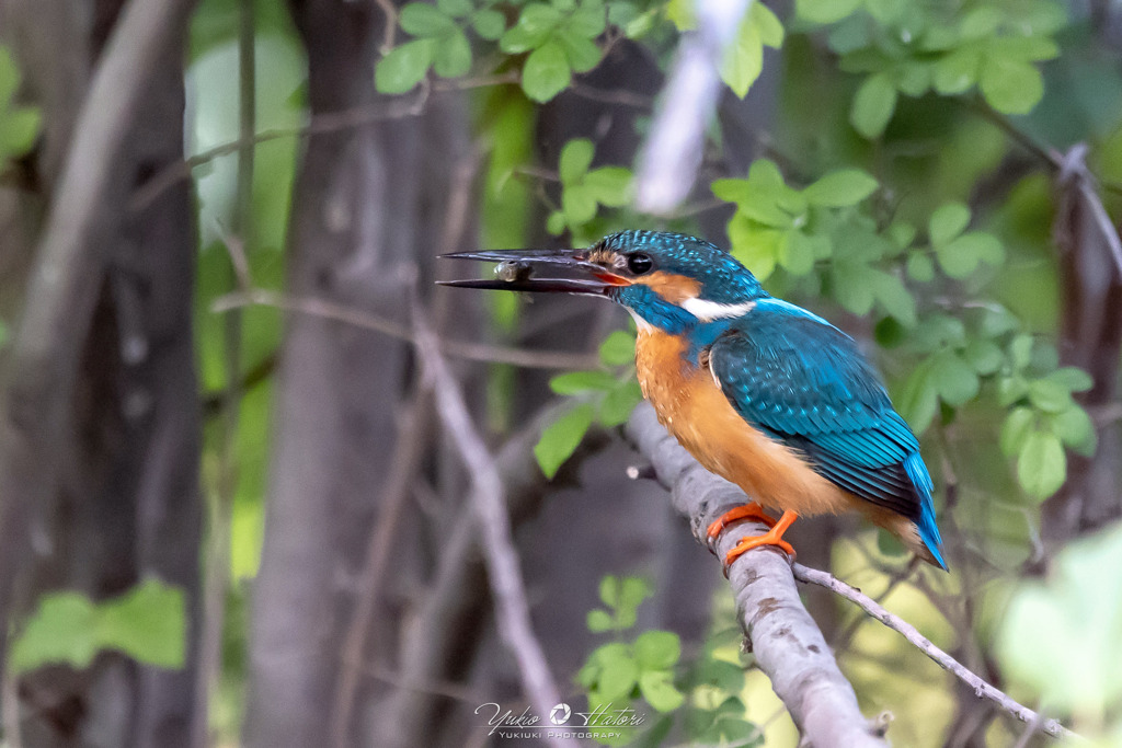 近所の公園のカワセミ