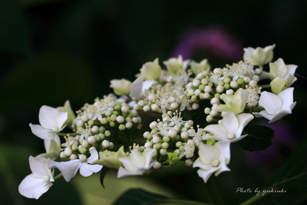 玉敷公園の紫陽花3