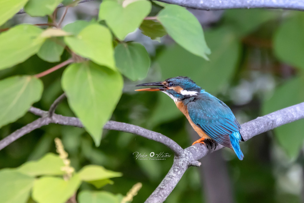 カワセミ♀