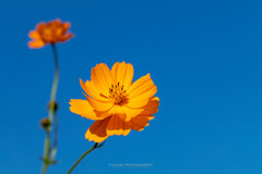In the blue sky.