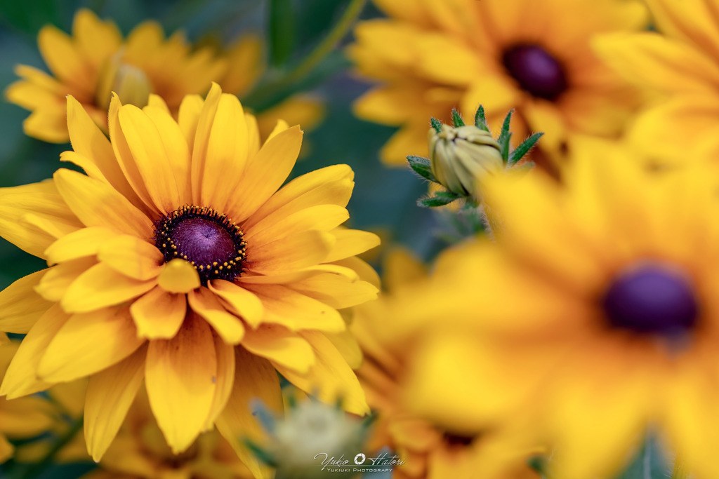 Rudbeckia