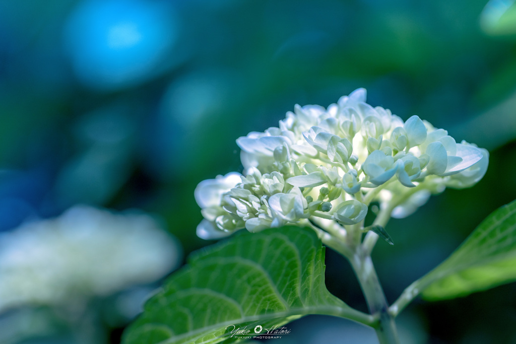 紫陽花