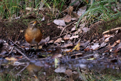 アカハラ