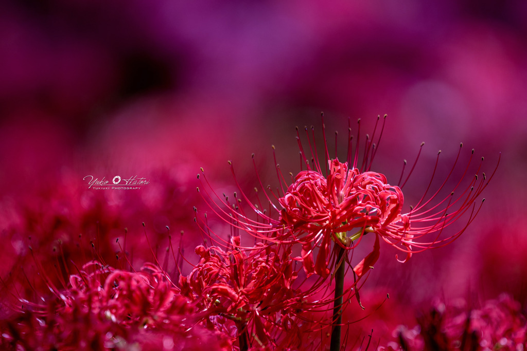 Deep Red