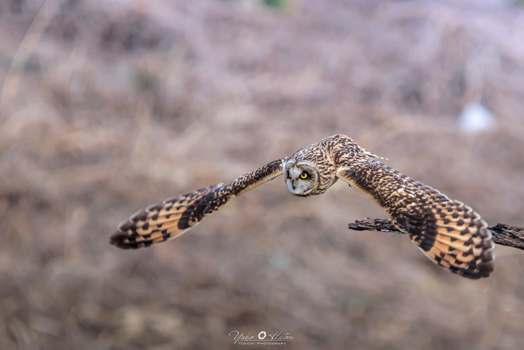 コミミズクの飛び出し