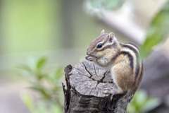 シマリスⅡ