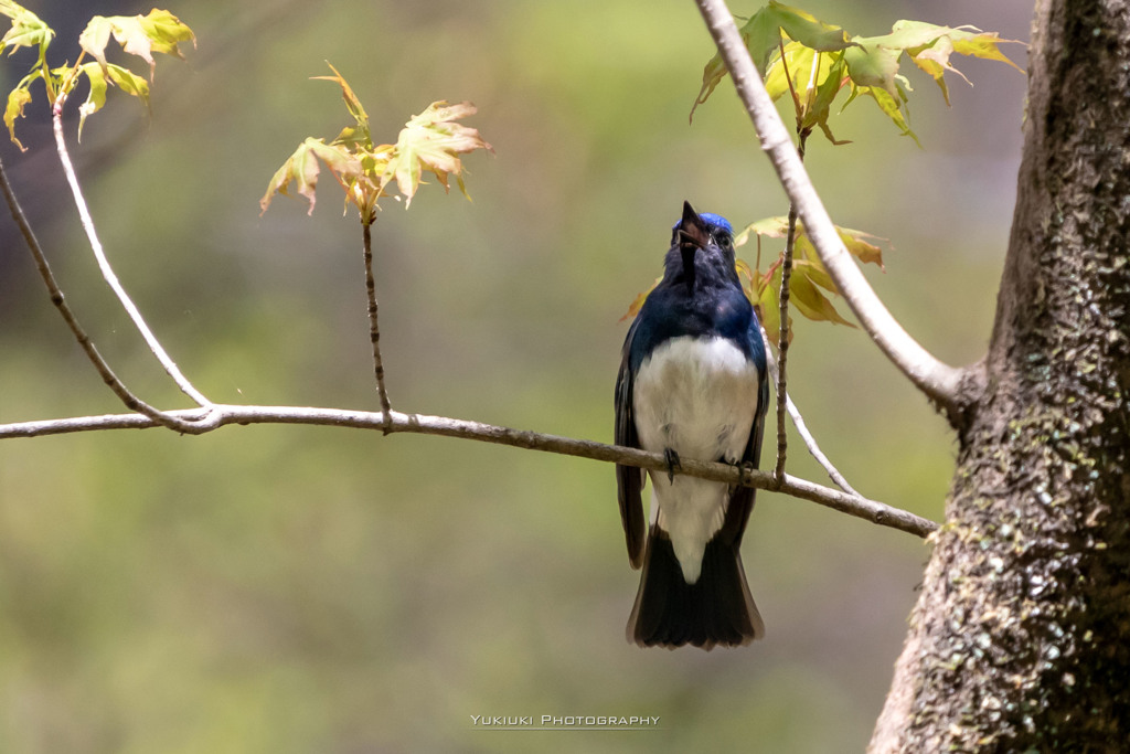 もう一方のアイドル
