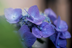 我が家の紫陽花Ⅶ