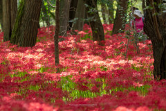 曼珠沙華②